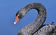 Black Swan (Cygnus atratus)